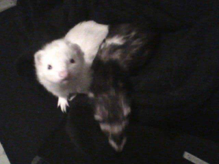 This is an old pictures of the duo invading my bed.